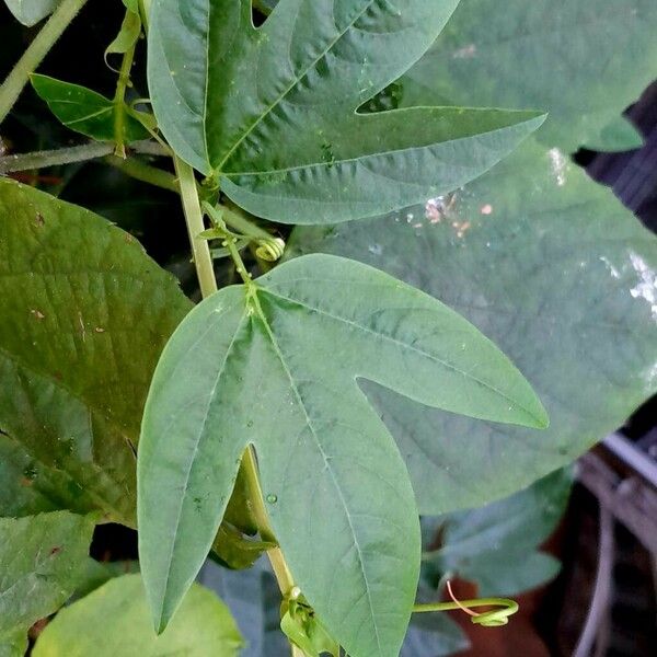 Passiflora suberosa Leaf