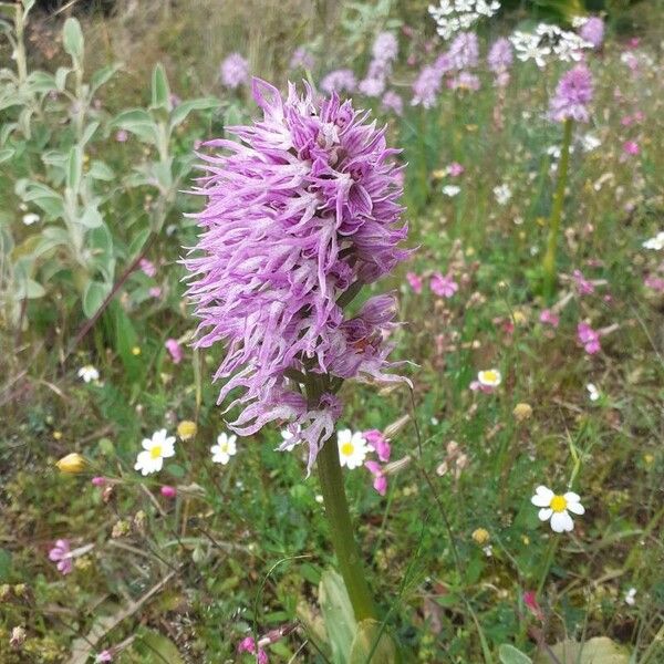 Orchis italica Bloem