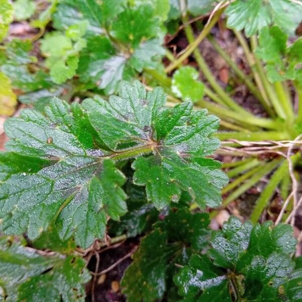 Ranunculus bulbosus Feuille