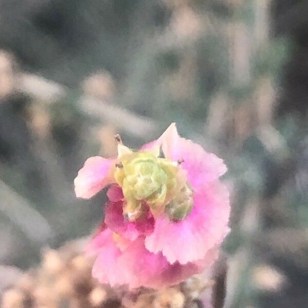 Caroxylon vermiculatum Flors