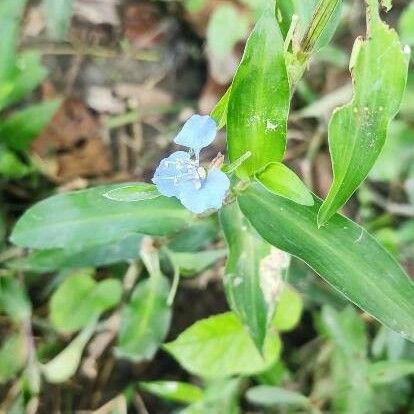 Commelina diffusa Flower