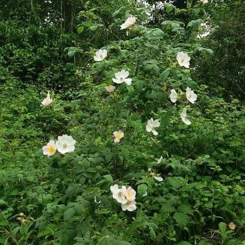 Rosa tomentosa Cvet