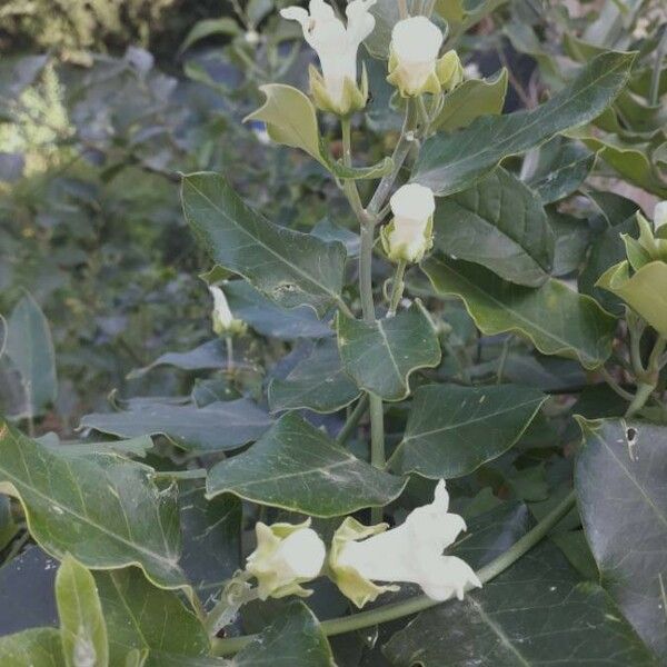 Araujia sericifera Flor