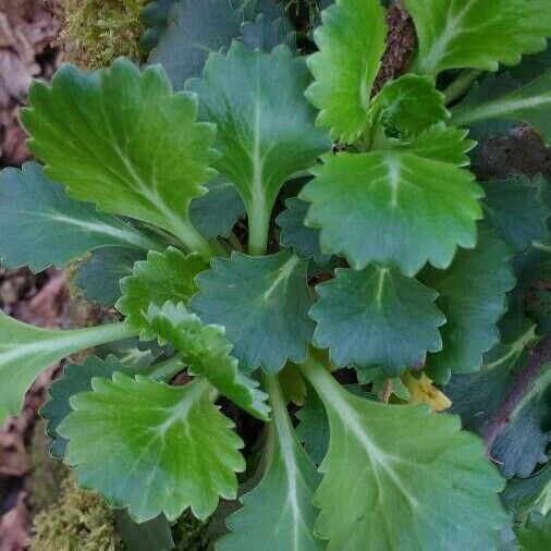 Saxifraga spathularis Folha