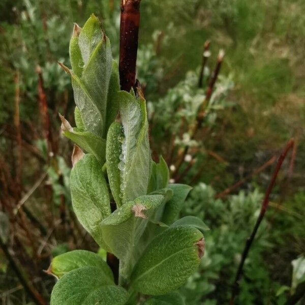 Salix hastata পাতা