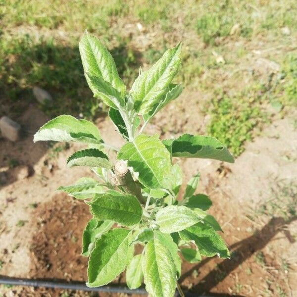 Malus domestica Leaf