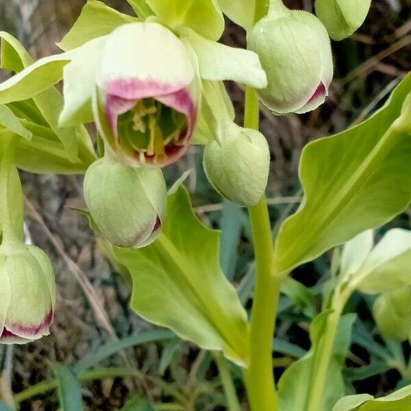 Helleborus foetidus Floare