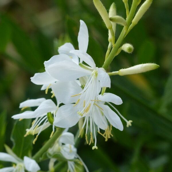 Oenothera lindheimeri പുഷ്പം