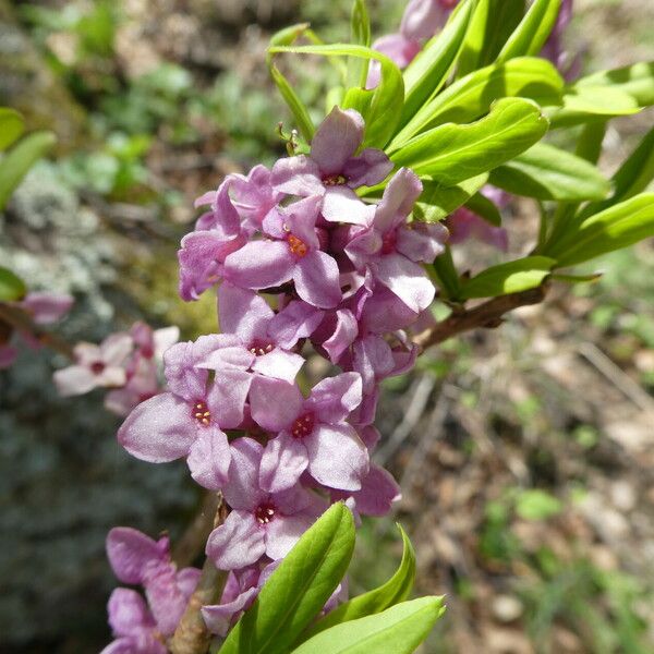 Daphne mezereum Blüte