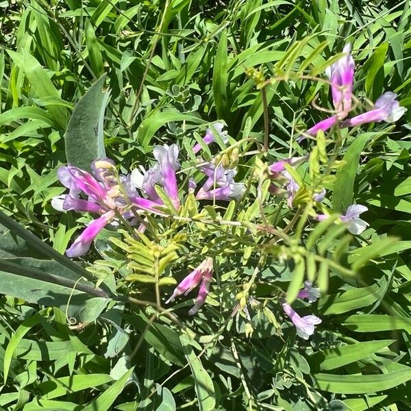 Vicia americana Flower