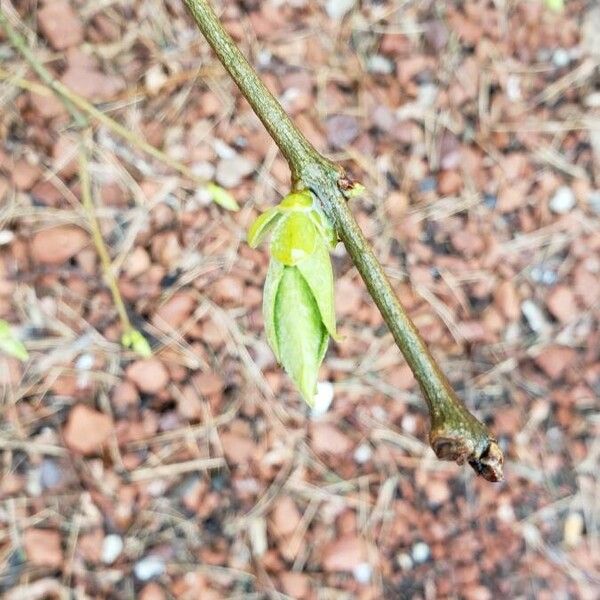 Forsythia suspensa Žiedas