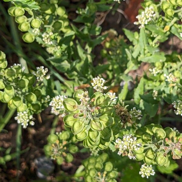 Lepidium campestre Çiçek