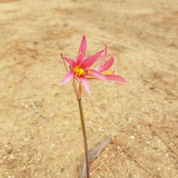 Erythronium revolutum Flors