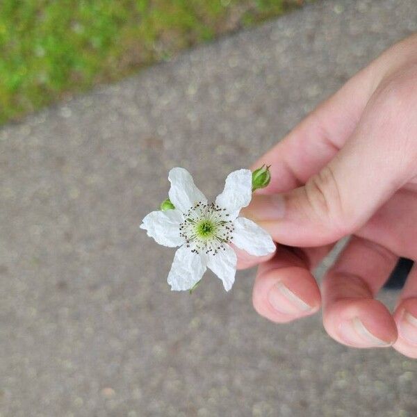 Rubus argutus Flower