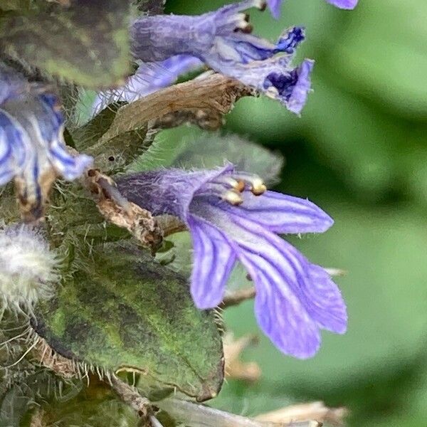 Ajuga genevensis Flower