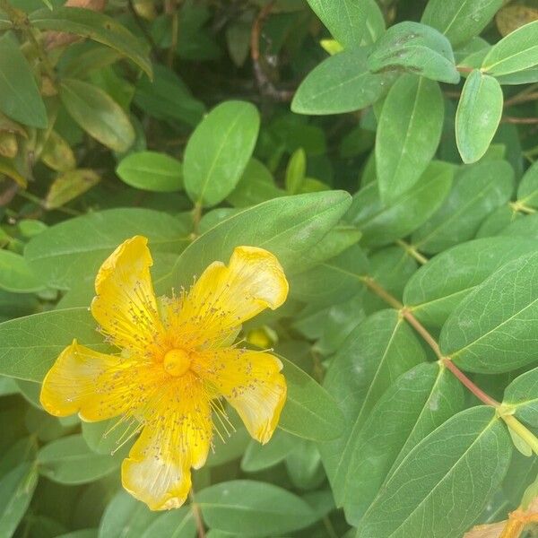 Hypericum calycinum Fleur