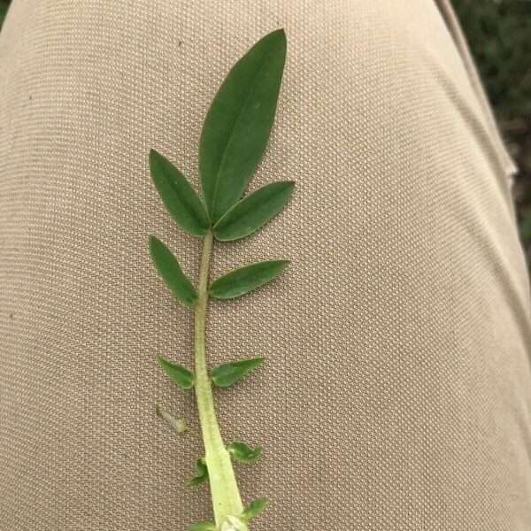 Anthyllis vulneraria Blad