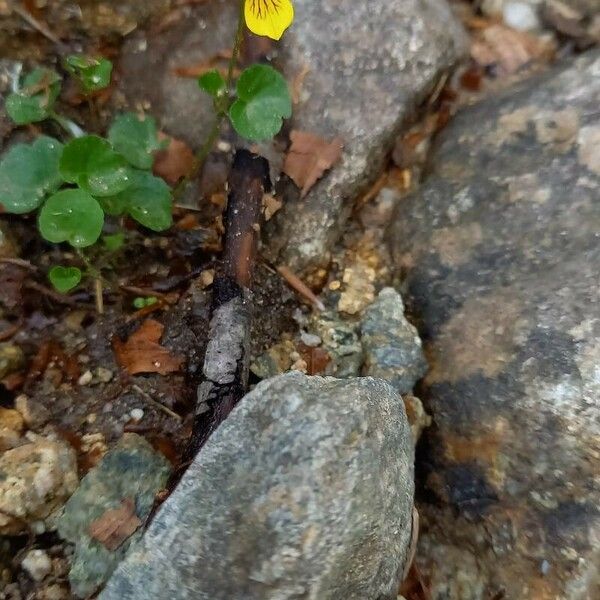 Viola biflora Hábito