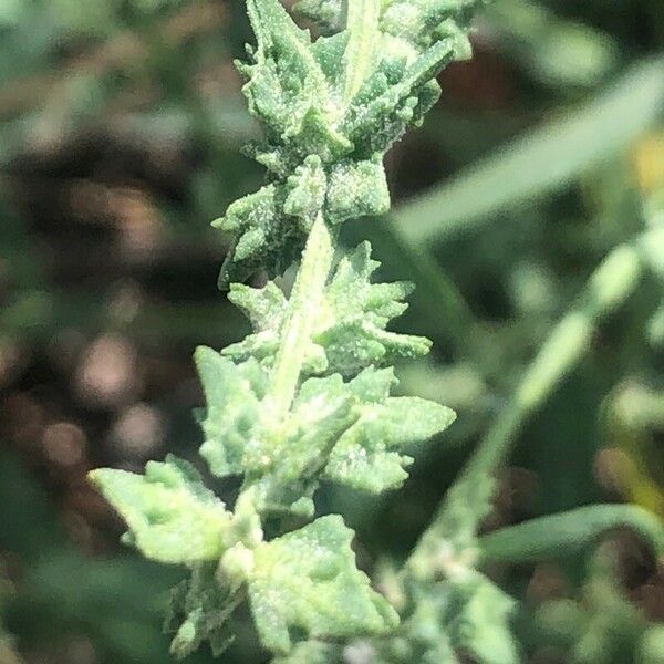 Atriplex patula Fruto