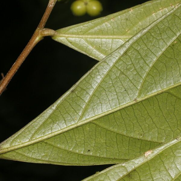 Adenophaedra grandifolia Leaf