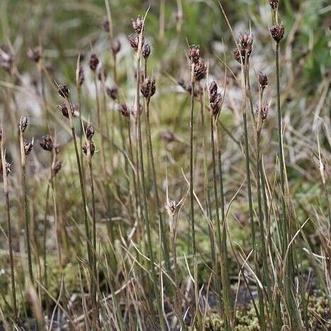 Juncus castaneus عادت داشتن