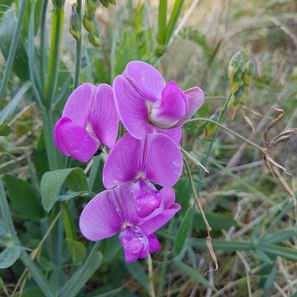 Lathyrus latifolius Flor