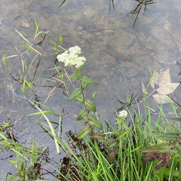 Eupatorium perfoliatum 花