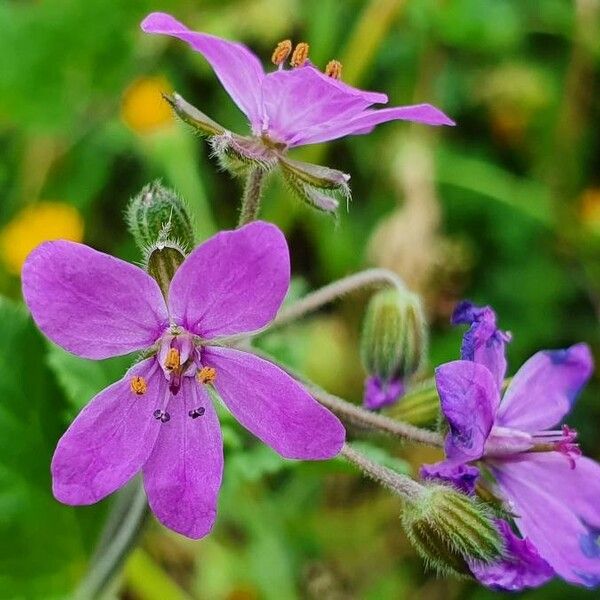 Erodium laciniatum Žiedas