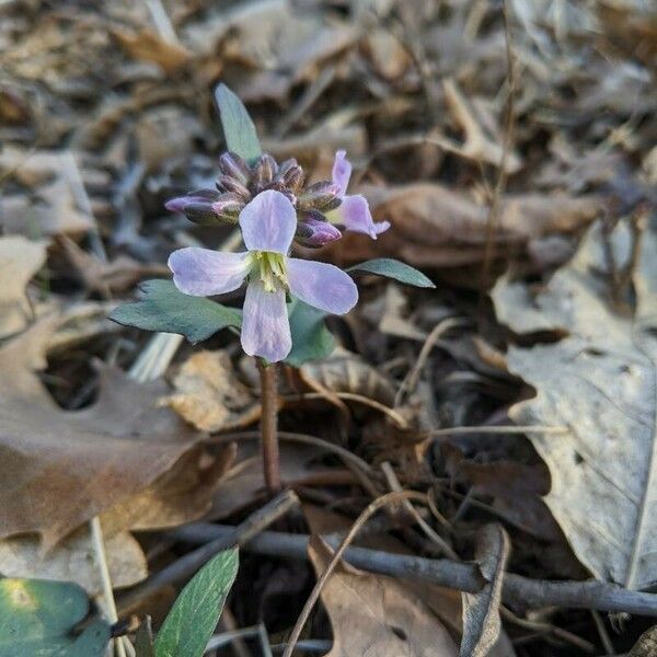 Cardamine douglassii 花