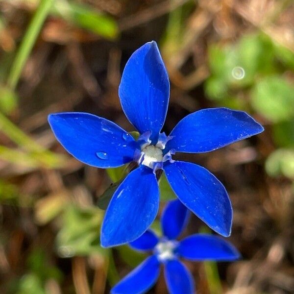 Gentiana utriculosa Õis