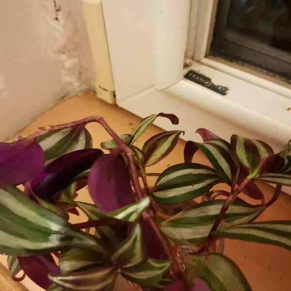 Tradescantia zebrina 葉