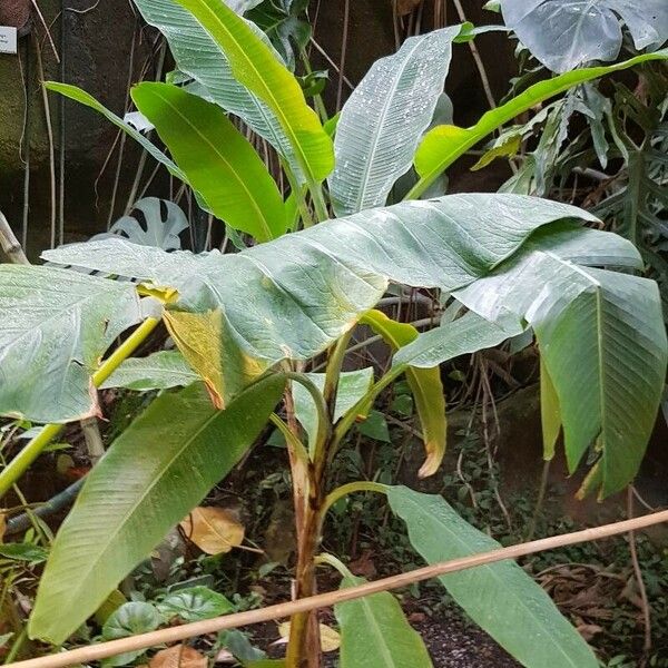 Musa ornata Habit