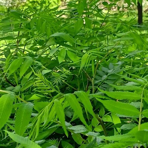 Sorbaria sorbifolia عادت داشتن