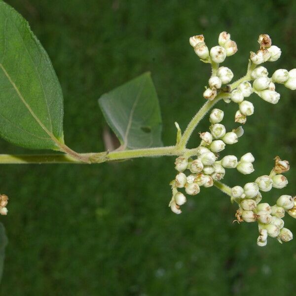 Clibadium surinamense Blüte