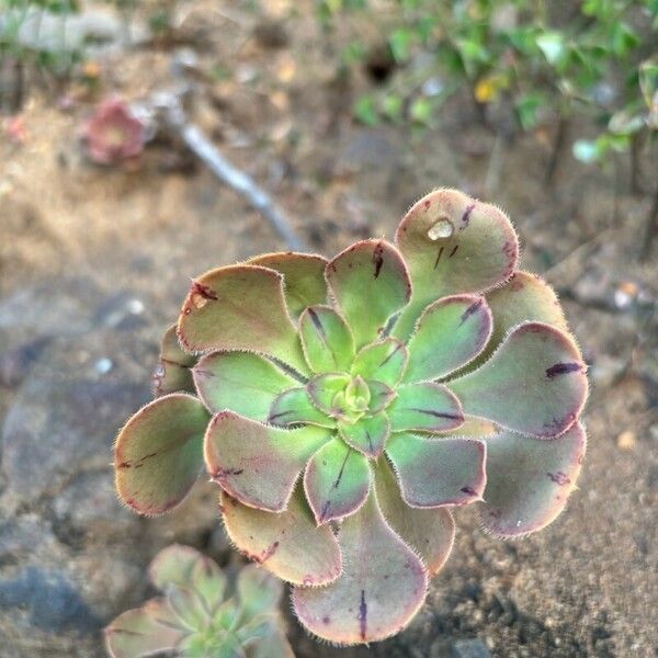 Aeonium leucoblepharum Leaf