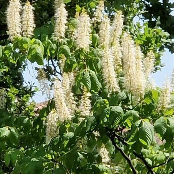 Aesculus parviflora Habitus