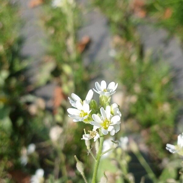 Berteroa incana Blomst