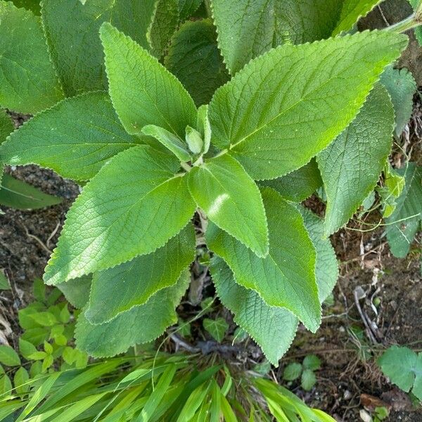 Stachys alpina Φύλλο