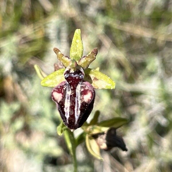 Ophrys sphegodes 花