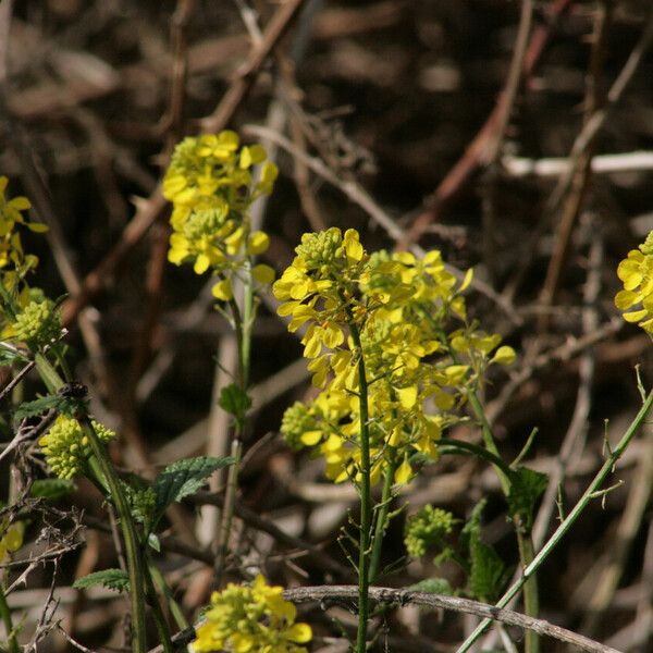 Sinapis arvensis പുഷ്പം