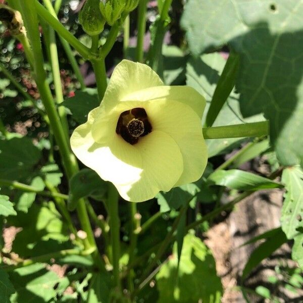 Abelmoschus esculentus Flor