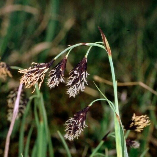 Carex atrofusca Frukto