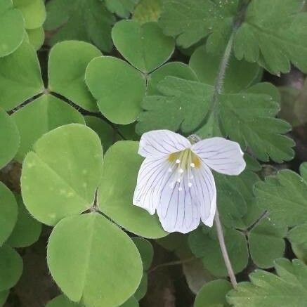 Oxalis acetosella Virág