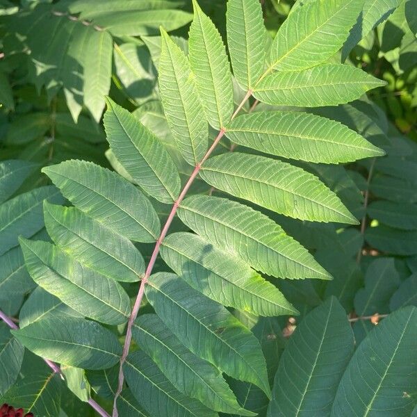 Rhus glabra برگ