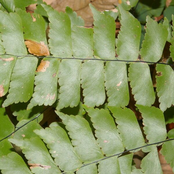 Adiantum philippense List