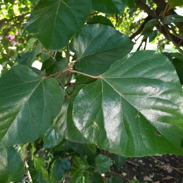 Croton guatemalensis Feuille