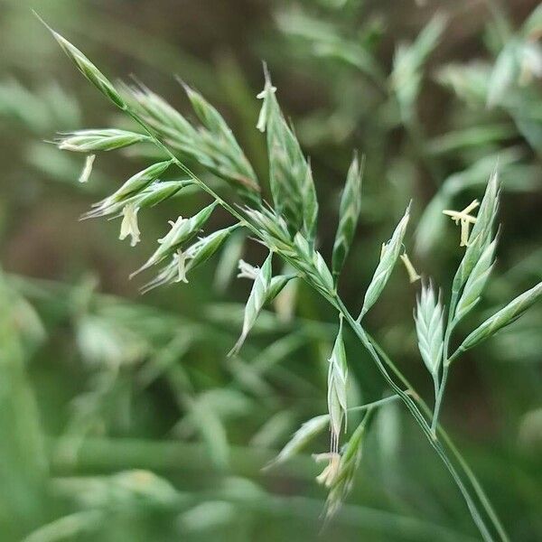 Festuca ovina Floare