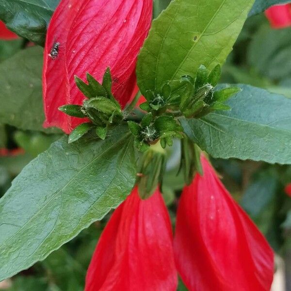 Malvaviscus penduliflorus Flower