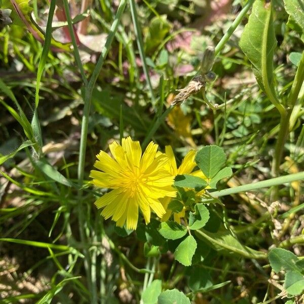 Launaea nudicaulis Квітка