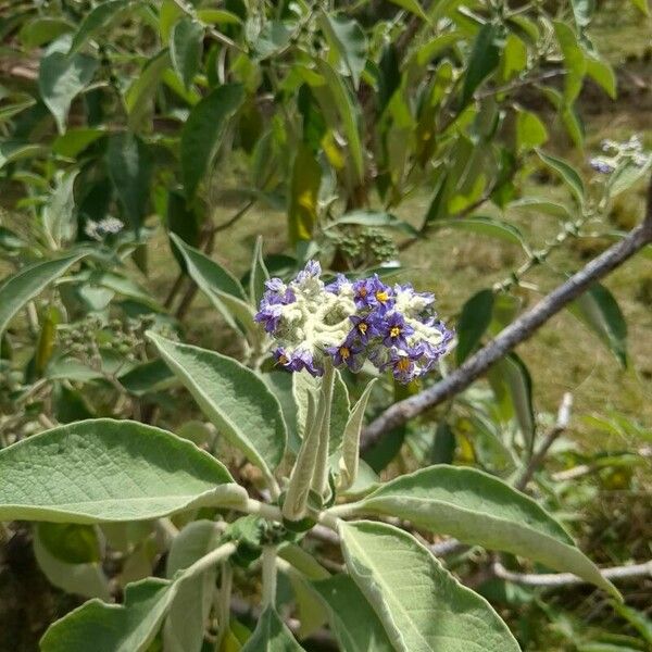 Solanum mauritianum Blomma